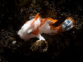   Juvenile clown frogfish  